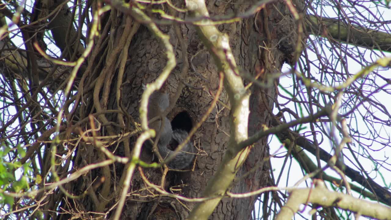 Un écureuil sort d'un trou de tronc d'arbre puis y retourne
