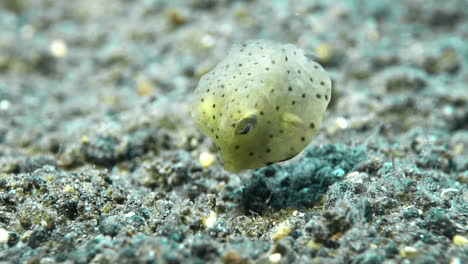 niedlicher baby-kofferfisch, der an sandigem unterwasserboden knabbert