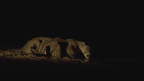 Dos-Jaguares-Beben-Agua-De-Un-Estanque-Lleno-De-Murciélagos-Voladores-Por-La-Noche-En-Pantanal-Brasil