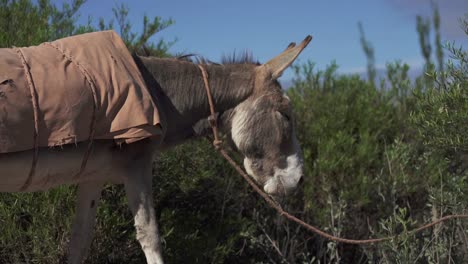 a stunning profile portrait of a beautiful donkey