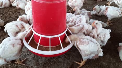 indoors chicken farm, chicken feeding