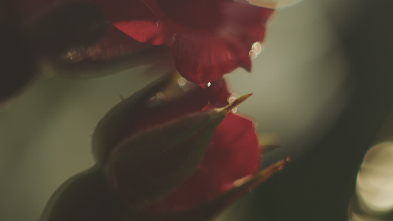 은 장미 의 클로즈업