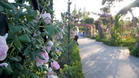 beautiful pink roses in a garden