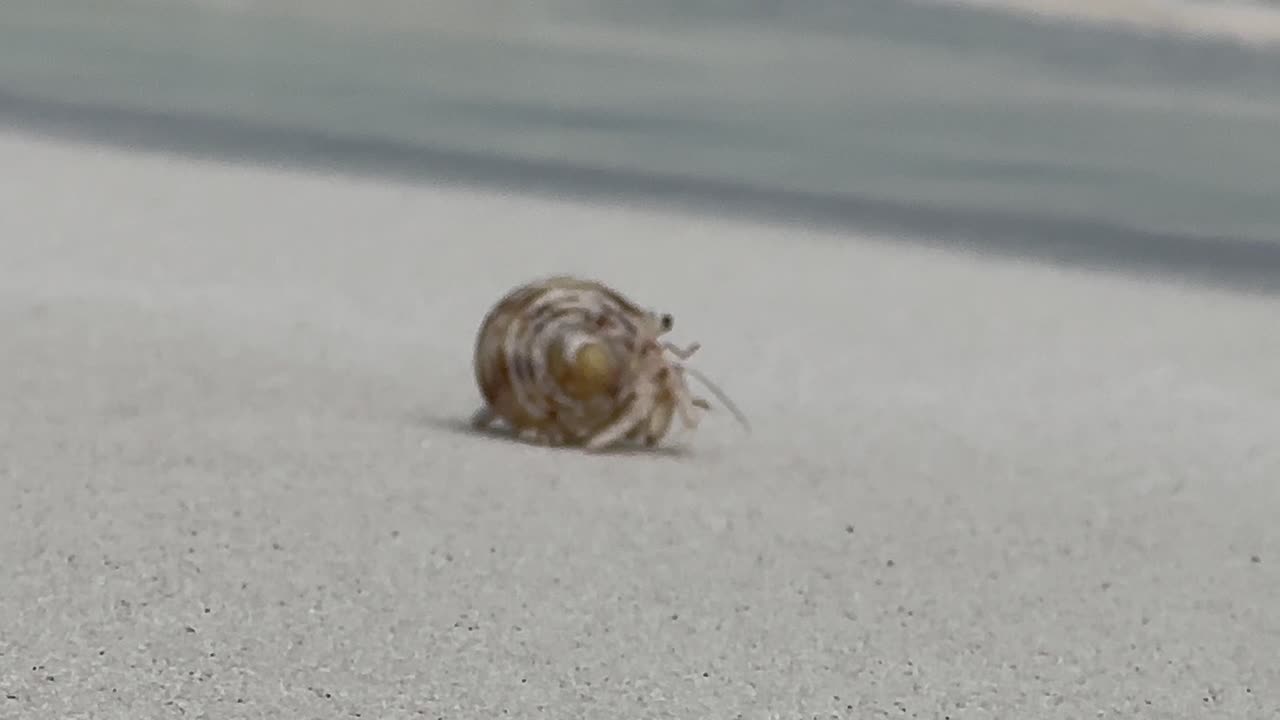 파도에 쓸린 재는 몰디브의 고립된 크래브: 말라히니 쿠다 반도스, 몰디브