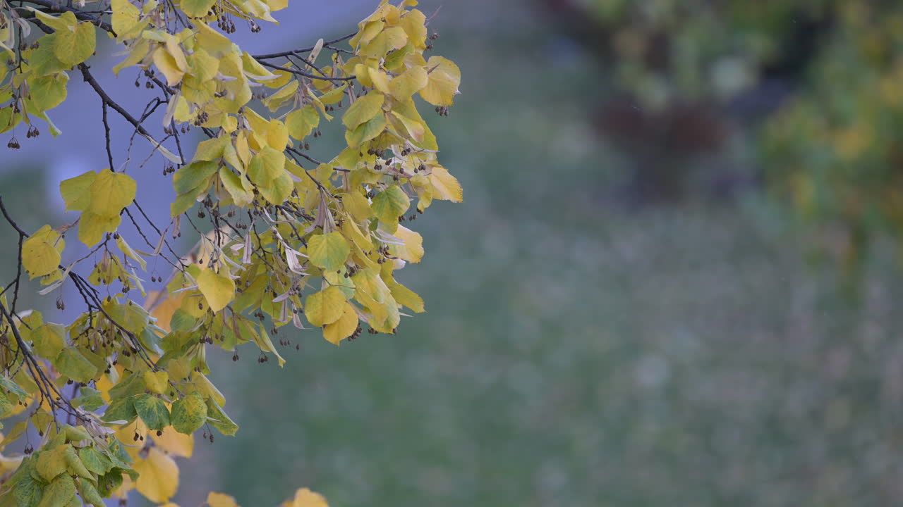 Yellow autumn leaves on branch with soft green background