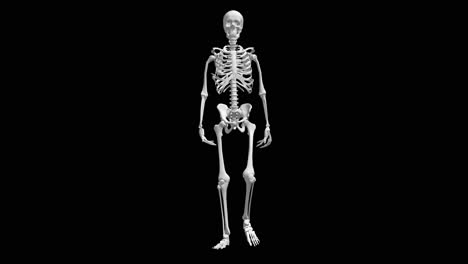 skeleton anatomy