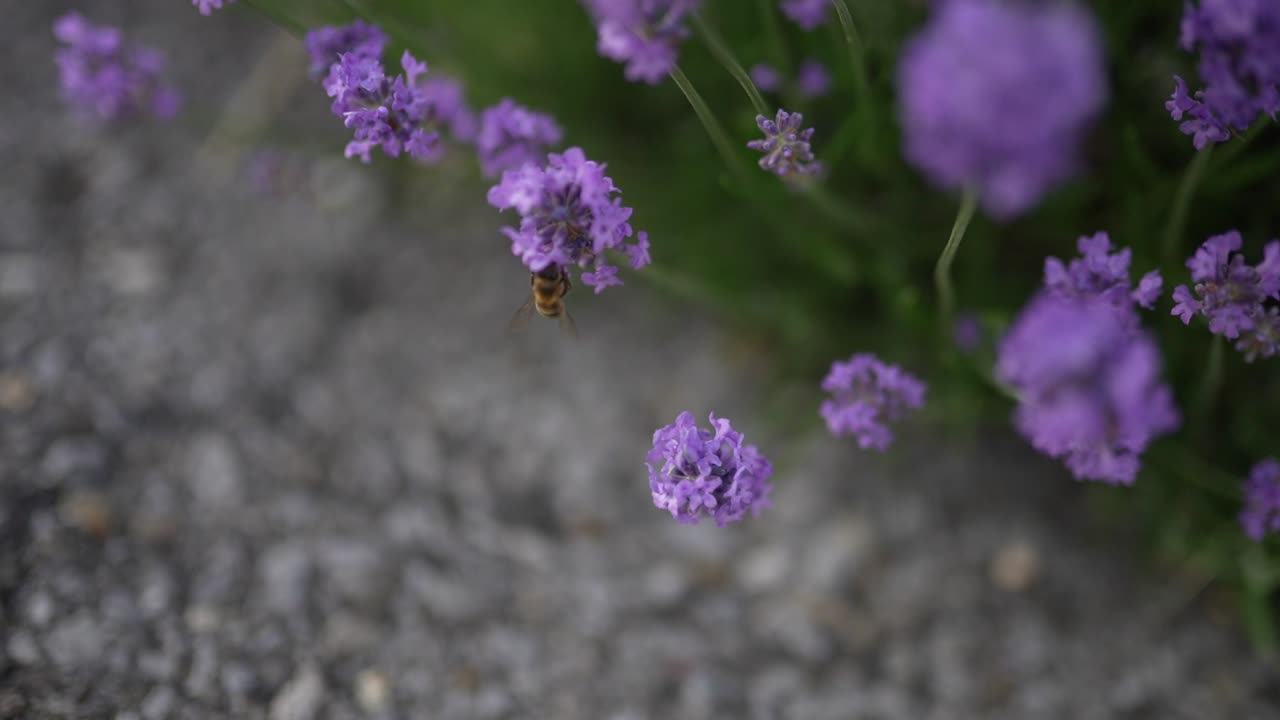 A bee is captured flying around vibrant lavender flowers, near Walensee lake in Switzerland. This close-up highlights nature's intricate beauty and the process of pollination