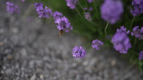 a bee is captured flying around vibrant lavender flowers, near walensee lake in switzerland. this close-up highlights nature's intricate beauty and the process of pollination