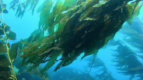 a colossal and enigmatic kelp forest protects the multitude of sea species