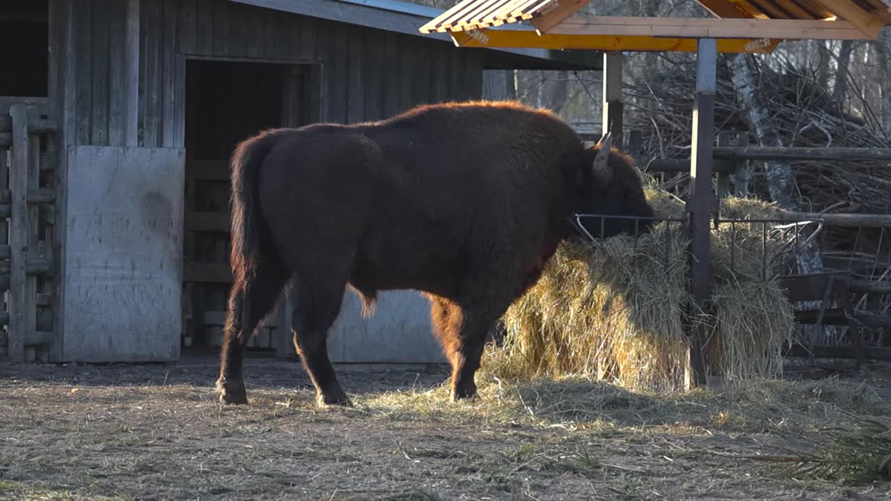 Panning footage of powerful bison with horns eating golden hay. Slow motion of buffalo side angled profile in zoo enclosure. Sun glow highlights the thick dark brown fur and strong build while resting