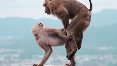 Secluded-wild-macaques-monkeys-passionately-mating-breeding-and-the-male-leaves-blurred-nice-shade-background-city-and-mountains