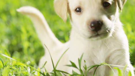 緑の草とカメラ目線で少しかわいい白いラブラドール子犬の肖像画