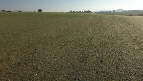 Video-Aéreo-De-Un-Campo-Recién-Sembrado-Con-Un-Camino-De-Tierra-En-El-Medio-Y-Montañas-En-El-Fondo-Verde-Campo-Cultivado-De-Llagostera-Gerona