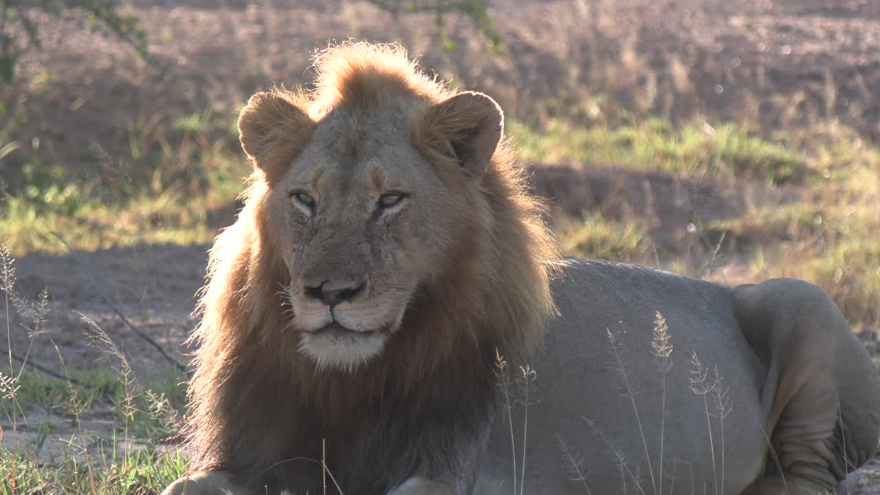 leones machos descansando en la sabana iluminados por el sol de la mañana