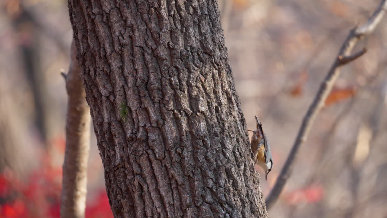 seguimiento de trepador de pecho rojo trepando por el tronco del árbol picoteando la corteza forrajeando pequeños insectos en el bosque de otoño en seúl, sitta canadensis