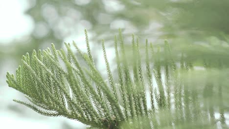 slow pan left shot of green pine tree branches with bokeh background