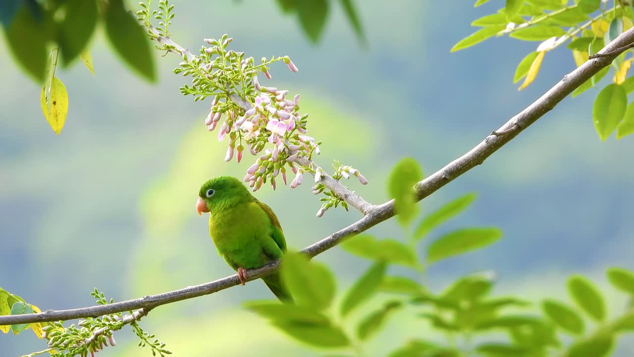 pájaro loro de barbilla naranja descansando en la rama de un árbol en la selva colombiana
