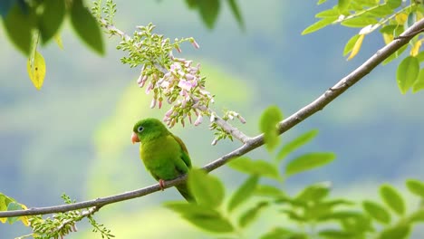 orange-chinned parakeet parrot bird resting tree branch in colombian jungle