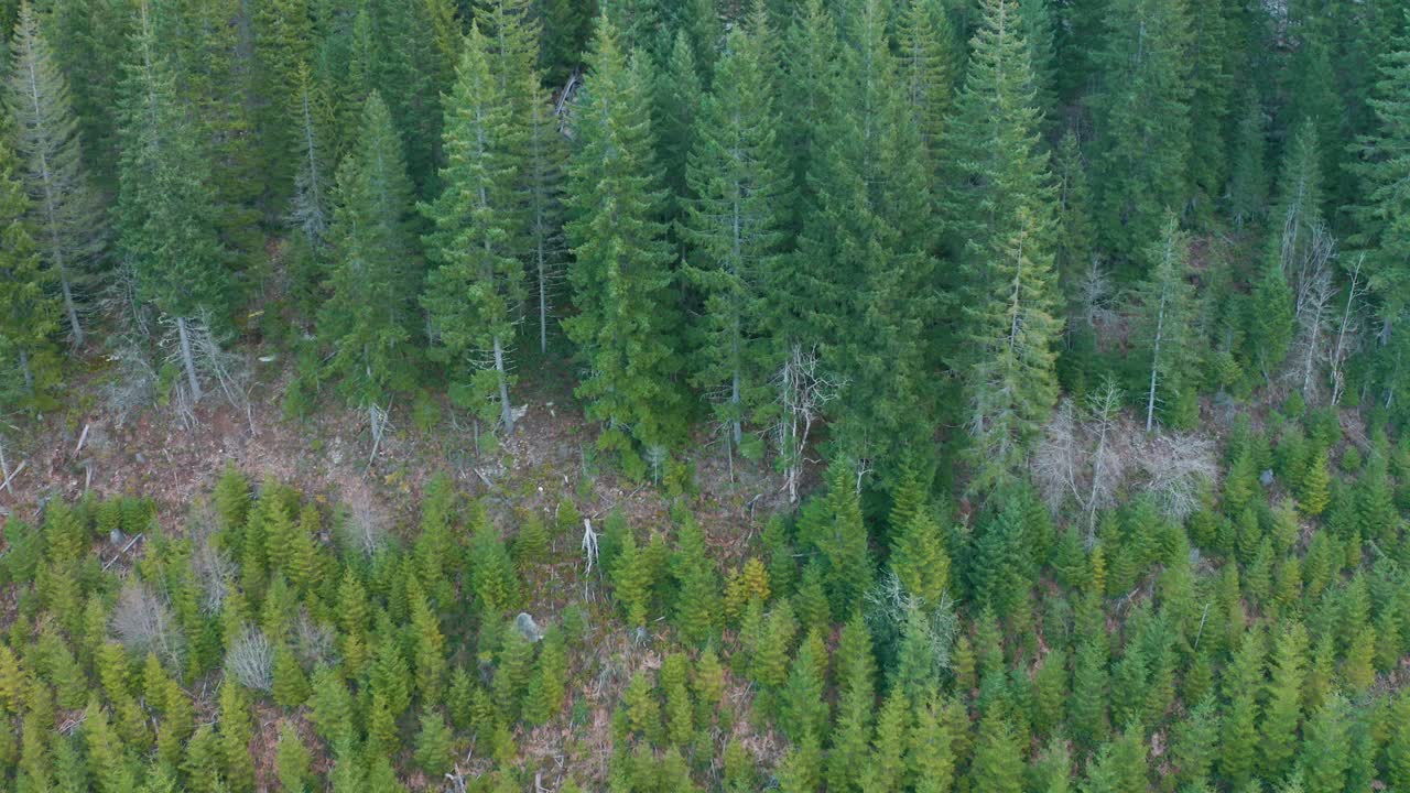 Ripresa aerea che si abbassa per rivelare una foresta di conifere
