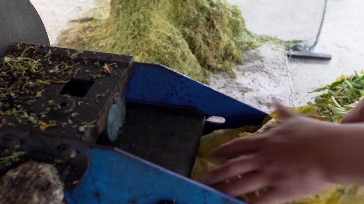 Farmer is feeding tobacco leaves through the shredding machine