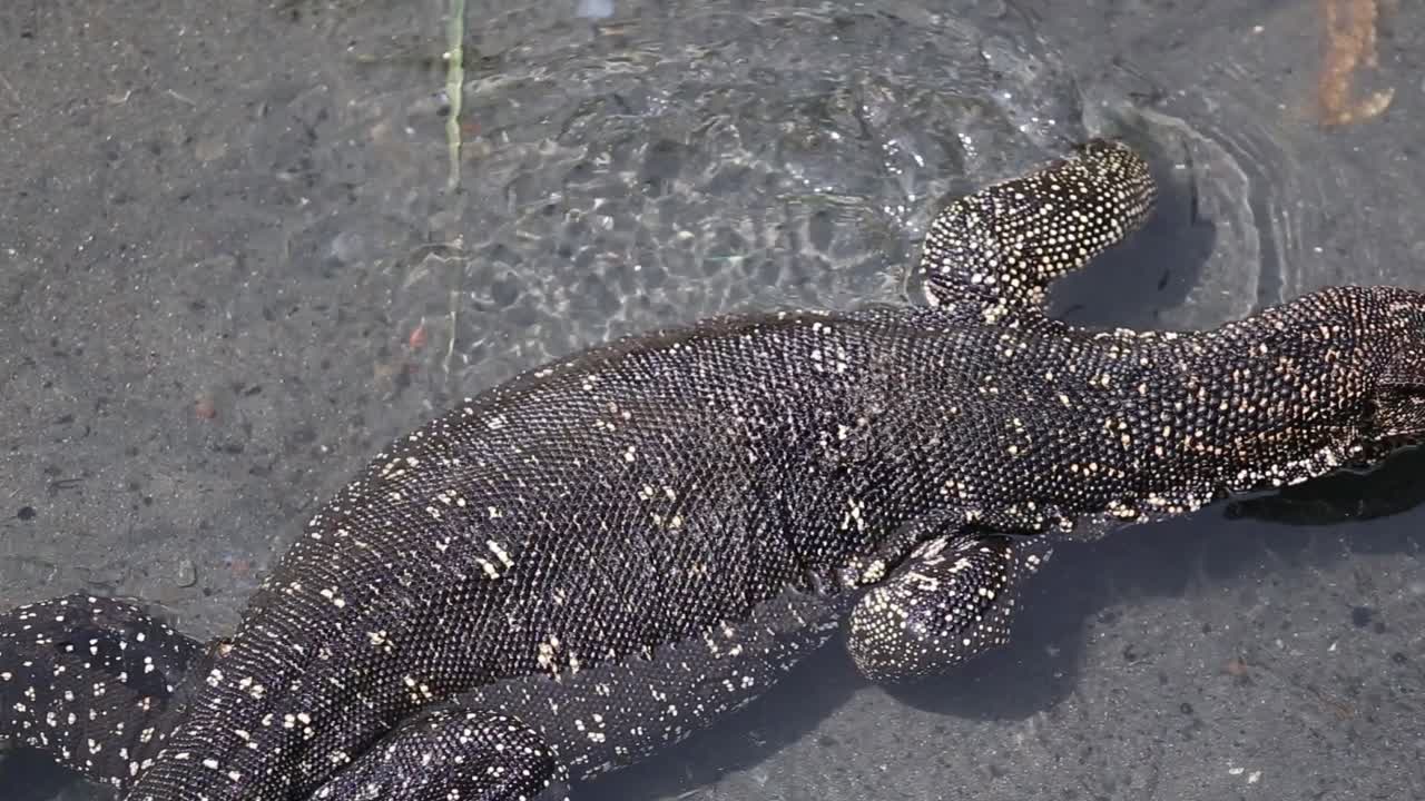 Close up top view of a giant spotted monitor swimming and relaxing in shallow water in an aerial shot