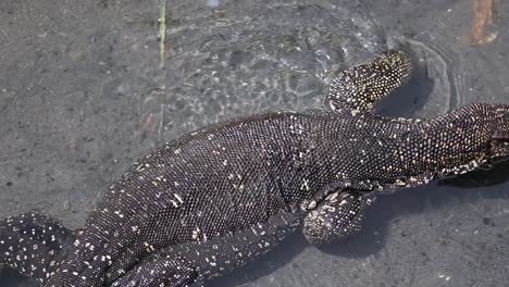 close up top view of a giant spotted monitor swimming and relaxing in shallow water in an aerial shot