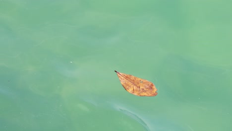 a single leaf gently drifts across calm, turquoise ocean waters in phuket, thailand, creating a serene and peaceful scene