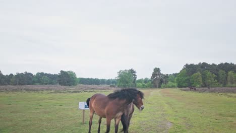 Two-heathland-wild-ponies-playfully-nudge-heads-in-social-interaction