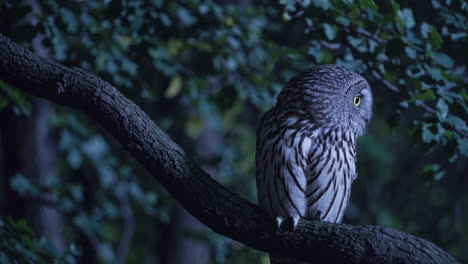un búho posado en una rama por la noche