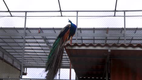 peacock sitting on roof in an enclosure