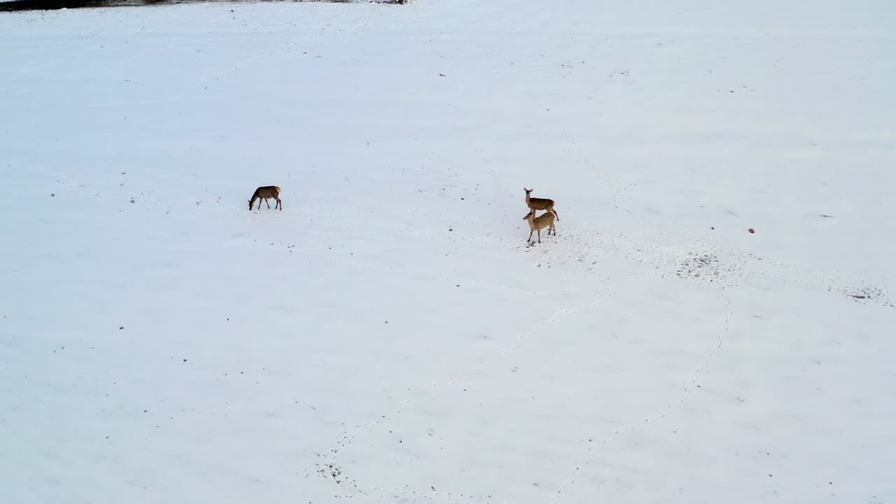 위더에서 흰 꼬리 사슴 주위를 선회하는 싹