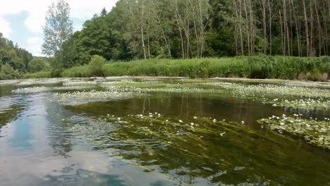 bank of the vltava river with blooming vegetation and dragonflies