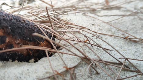 a group of red ants were passing through a sandy beach area