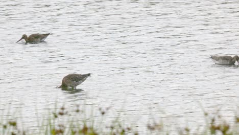 Uferschnepfe-Läuft-Im-Wasser-Auf-Der-Suche-Nach-Nahrung