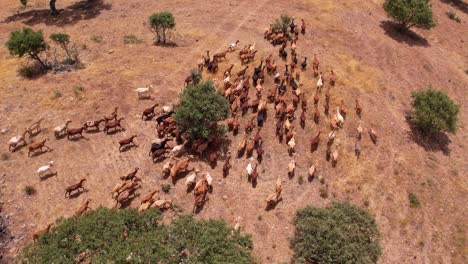 topdown view follow group of goats graze dry field with cork trees, alentejo portugal