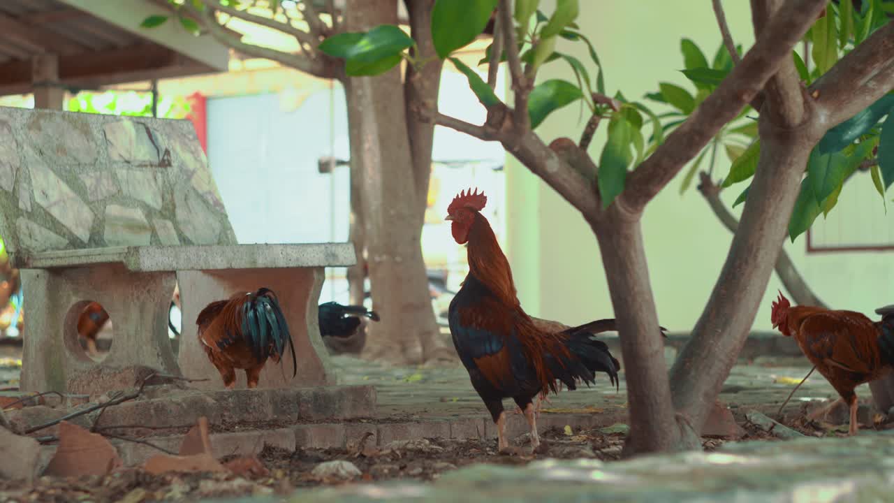 cerca de muchas gallinas caminando por el territorio del templo tailandés al aire libre en un día soleado