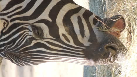 a zebra eats dry grass closeup african savanna south africa a zebra eats dry grass closeup african savanna south africa