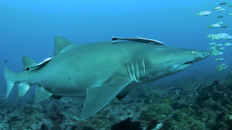 un tiburón nodriza gris en peligro crítico nadando junto con peces más pequeños