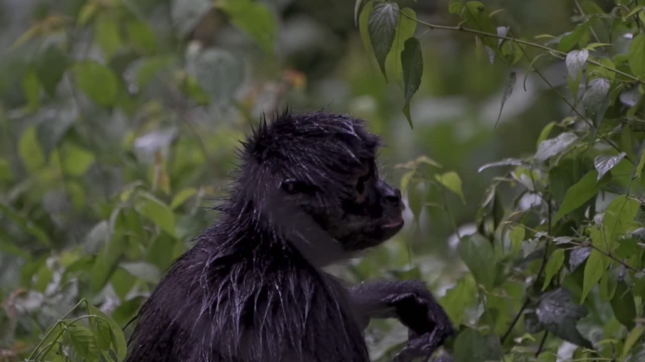 A spider monkey enjoys its meal high in the jungle canopy of Lake Atitlán