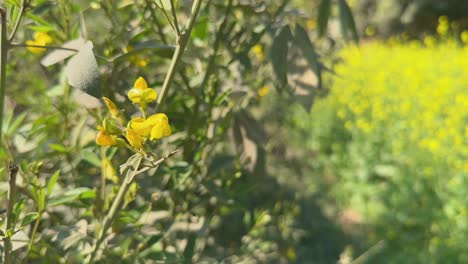 pigeon pea flowering at the field, pigeon pea or toor dal is a perennial legume from the family fabaceae native to the eastern hemisphere.