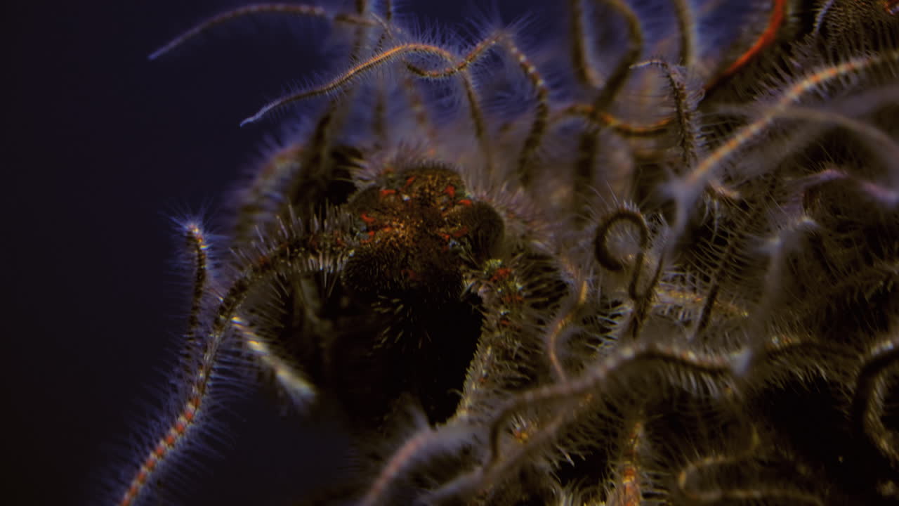 primer plano de la estrella de mar espinosa y frágil, estrella de mar nocturna