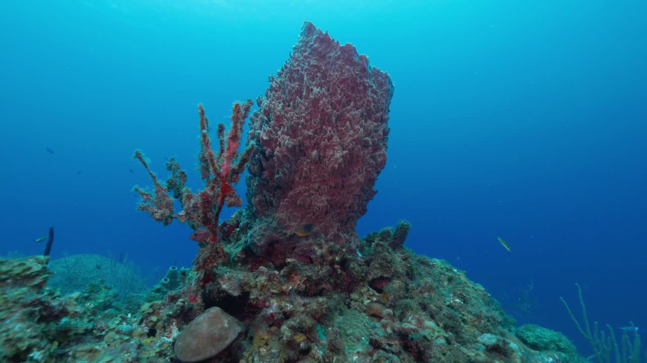 Diver Exploring Close to Vibrant Coral Reef — Immersive Underwater Adventure Showcasing Marine Life, Reef Habitat, and Scenic Tropical Ocean Environment — Filmed in Stunning 4K 60 FPS
