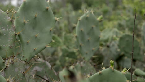 cactus opuntia plant and flower