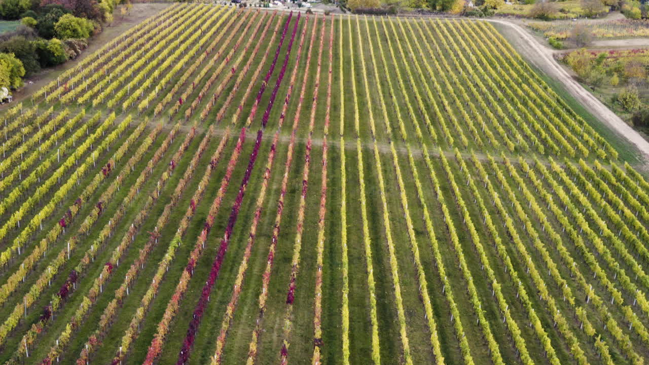 colorido viñedo de uva por encima de un pueblo en otoño, chequia, dron