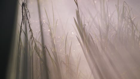 Fog-rolls-through-swamp-at-night