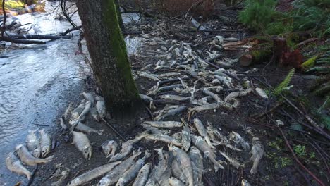 dead salmon after spawning on the creek