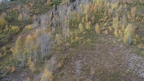 high altitude aspen grove in colorado 4k, 60fps, drone