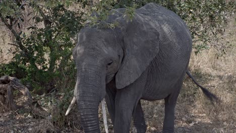 African-female-elephant-with-uneven-tusks-flapping-her-ears