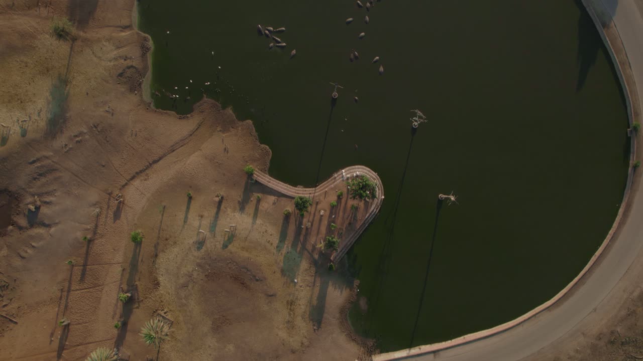 사파리의 하마 호수 위의 공중 하향식 - 느린 움직임