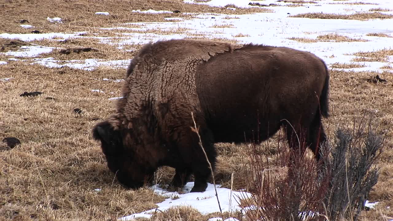 un bisonte en muda busca comida a principios de la primavera